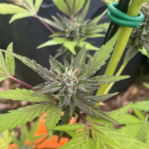 Tinas Pflanze growlog timeline photo