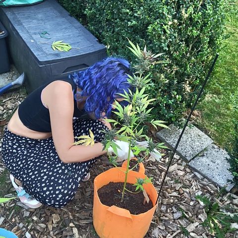 Tinas Pflanze growlog timeline photo