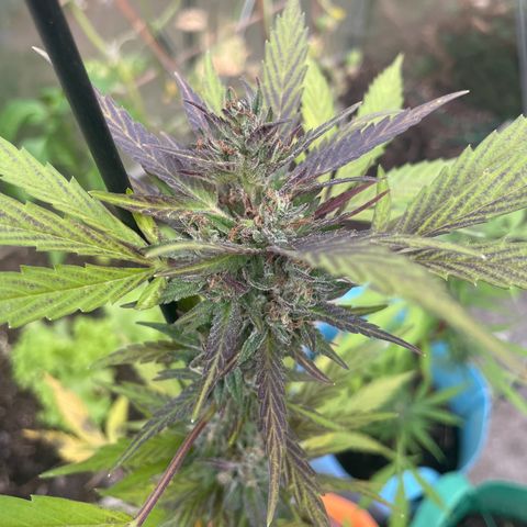 Tinas Pflanze growlog timeline photo