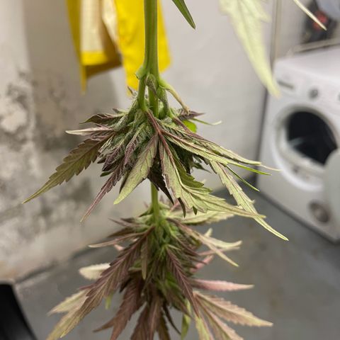 Tinas Pflanze growlog timeline photo