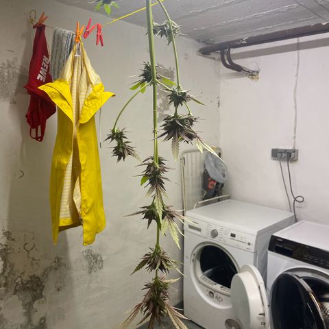 Tinas Pflanze growlog timeline photo