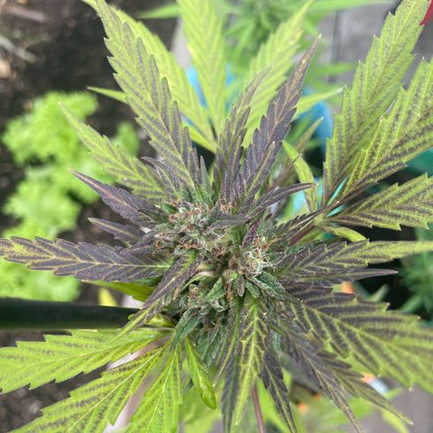 Tinas Pflanze growlog timeline photo