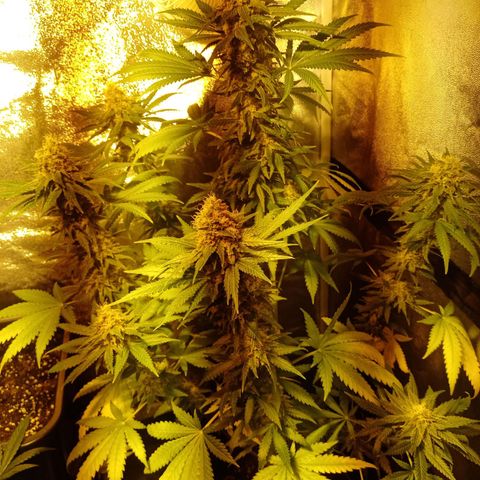 Sweet ZZ growlog timeline photo