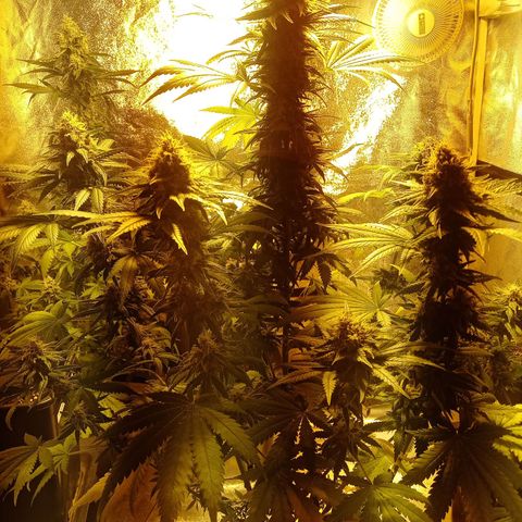 Sweet ZZ growlog timeline photo