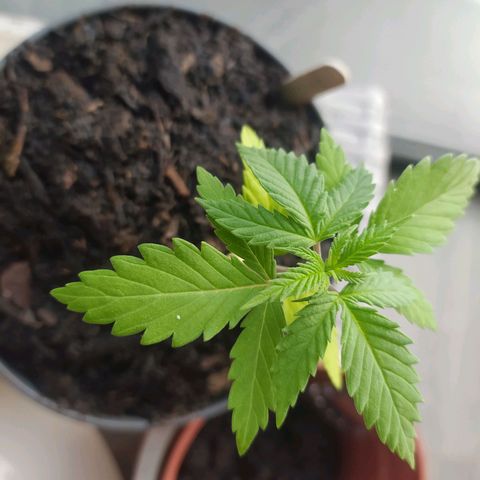 Mexican Sativa growlog timeline photo