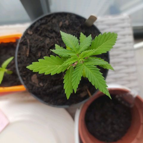 Mexican Sativa growlog timeline photo
