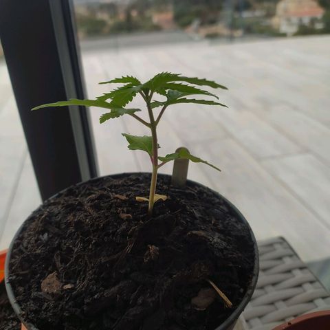 Mexican Sativa growlog timeline photo