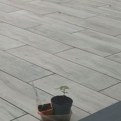 Mexican Sativa growlog photo: Récupération eau de pluie 