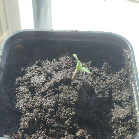 Mexican Sativa growlog timeline photo
