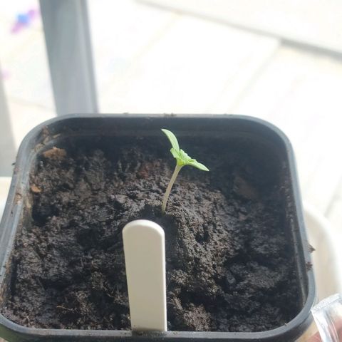 Mexican Sativa growlog timeline photo