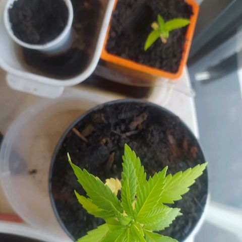 Mexican Sativa growlog timeline photo