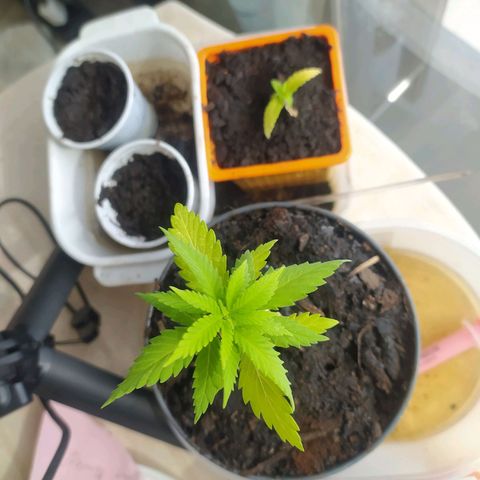 Mexican Sativa growlog timeline photo