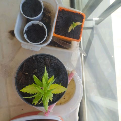 Mexican Sativa growlog timeline photo