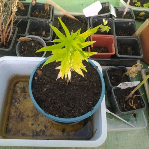 Mexican Sativa growlog timeline photo