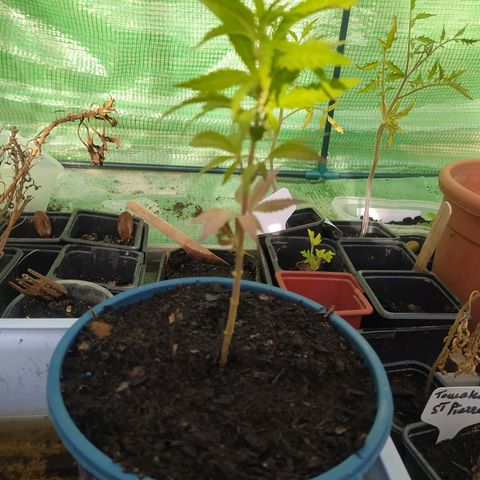 Mexican Sativa growlog timeline photo