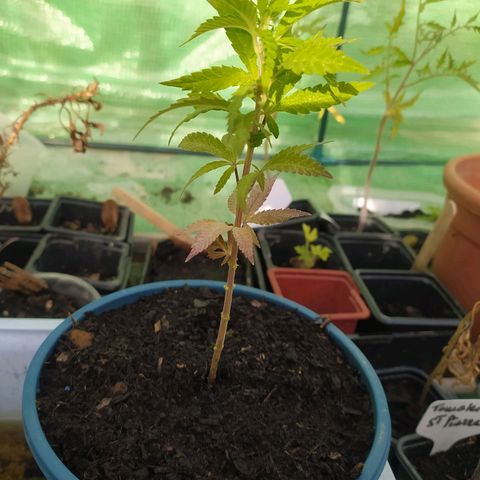 Mexican Sativa growlog timeline photo