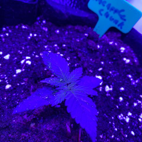 Pineapple Chunk growlog timeline photo