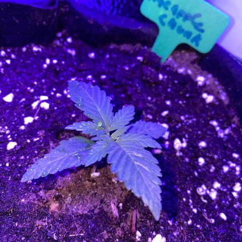 Pineapple Chunk growlog timeline photo