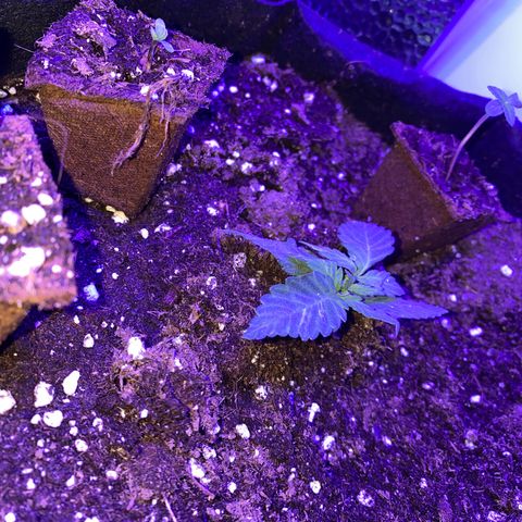 Pineapple Chunk growlog photo: Lüfter druff gefall