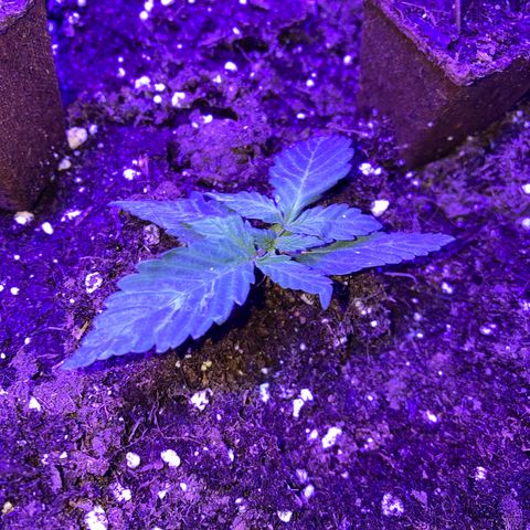 Pineapple Chunk growlog photo: Lüfter druff gefall