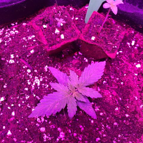 Pineapple Chunk growlog timeline photo