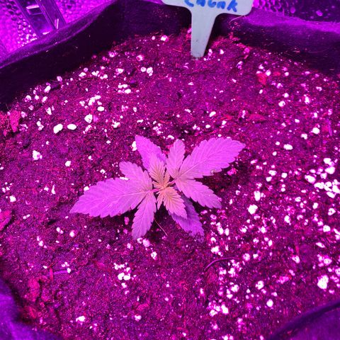 Pineapple Chunk growlog timeline photo