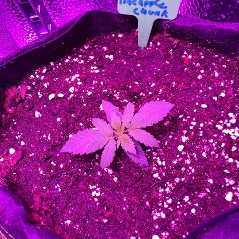 Pineapple Chunk growlog timeline photo