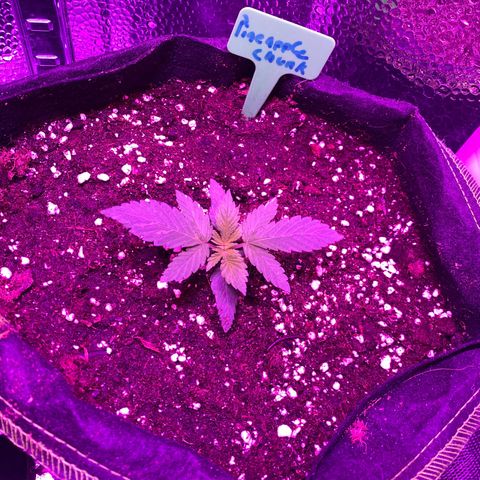 Pineapple Chunk growlog timeline photo