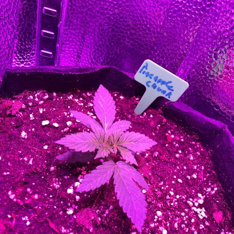 Pineapple Chunk growlog timeline photo