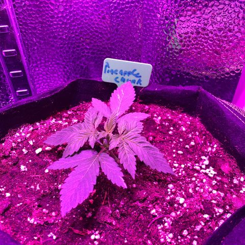 Pineapple Chunk growlog timeline photo
