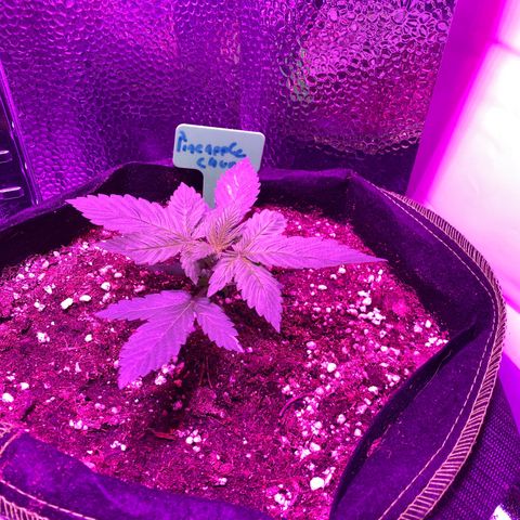 Pineapple Chunk growlog timeline photo