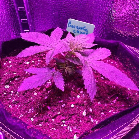 Pineapple Chunk growlog timeline photo