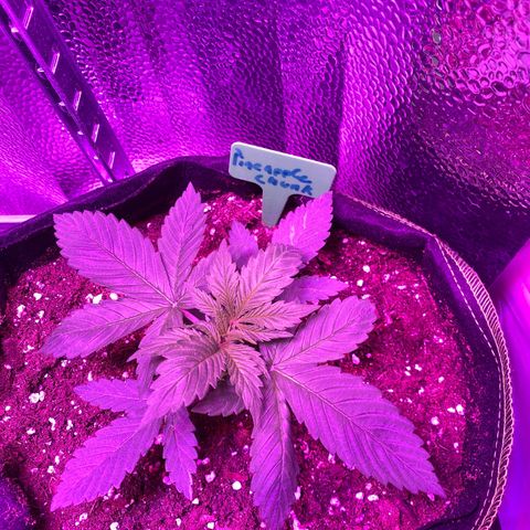 Pineapple Chunk growlog timeline photo