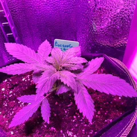 Pineapple Chunk growlog timeline photo