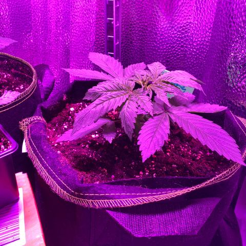 Pineapple Chunk growlog timeline photo