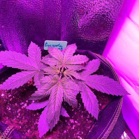 Pineapple Chunk growlog timeline photo
