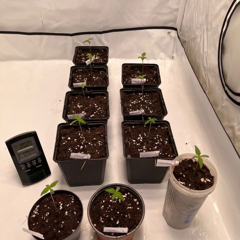 Banana Punch & Co. ;) growlog timeline photo