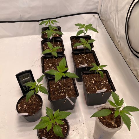 Banana Punch & Co. ;) growlog timeline photo