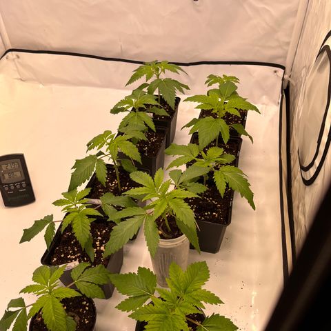 Banana Punch & Co. ;) growlog timeline photo
