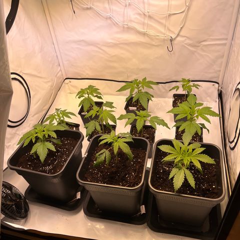 Banana Punch & Co. ;) growlog timeline photo