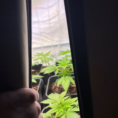 Banana Punch & Co. ;) growlog timeline photo