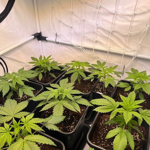Banana Punch & Co. ;) growlog timeline photo