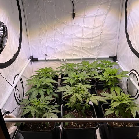 Banana Punch & Co. ;) growlog timeline photo