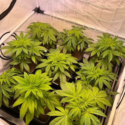Banana Punch & Co. ;) growlog timeline photo
