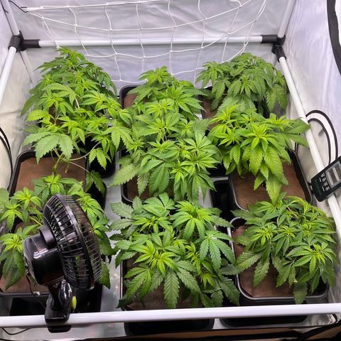 Banana Punch & Co. ;) growlog timeline photo