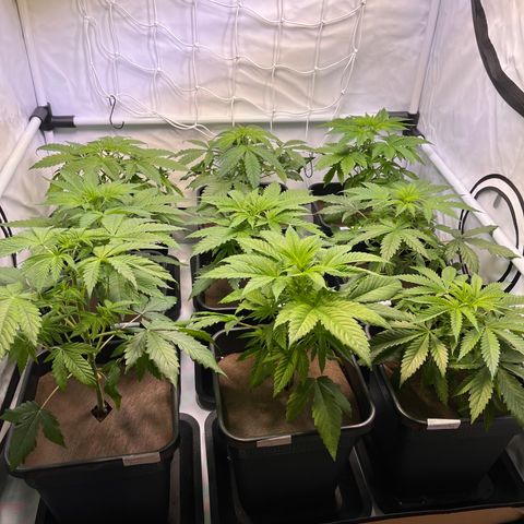 Banana Punch & Co. ;) growlog timeline photo