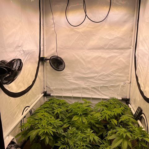 Banana Punch & Co. ;) growlog timeline photo