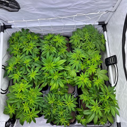 Banana Punch & Co. ;) growlog timeline photo