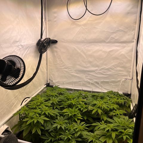 Banana Punch & Co. ;) growlog timeline photo