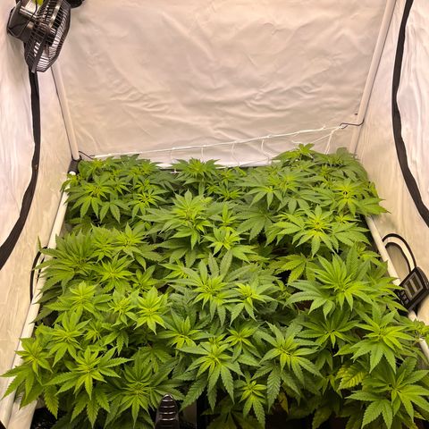 Banana Punch & Co. ;) growlog timeline photo